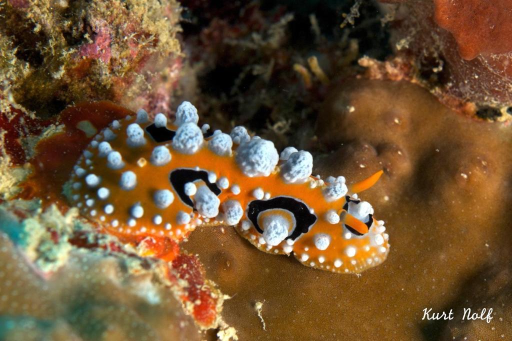 Asian Belgian Dive Resort Moalboal Exterior foto