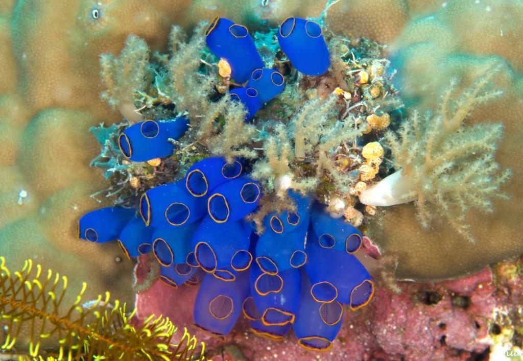 Asian Belgian Dive Resort Moalboal Exterior foto
